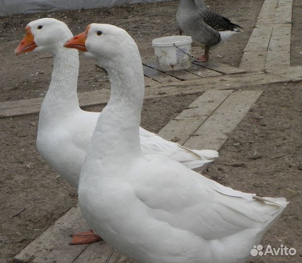Продам двух гусынь