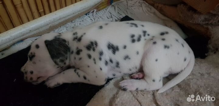 Щенки далматина