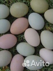 Амерауканы Петушки