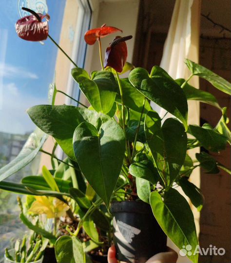 Антуриум an essencia