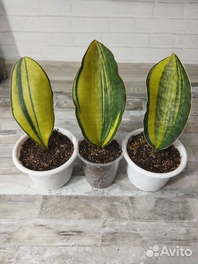 Сансевиерия