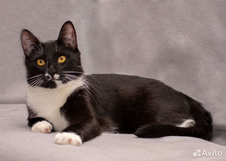 Арчи ищет дом