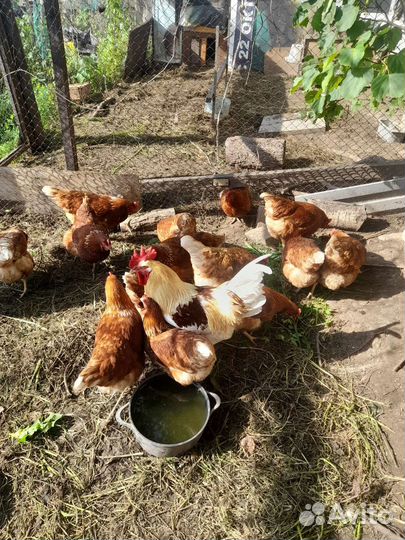 Куры несушки