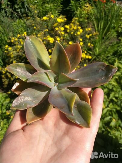 Суккуленты