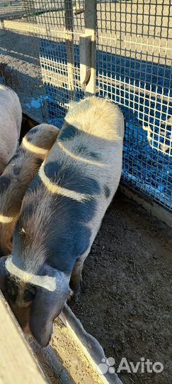 Белая русская свиноматка