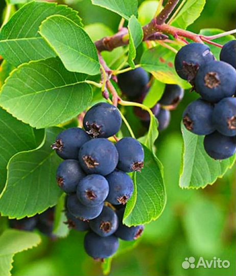 Ирга канадская саженцы