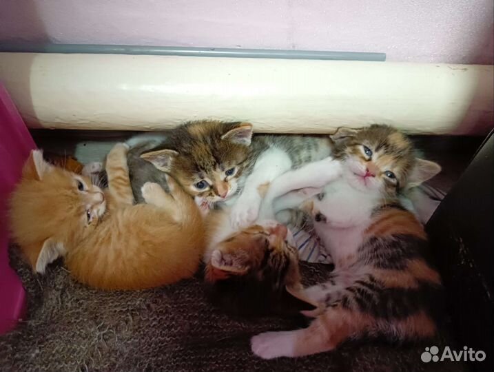 Кошка в дар бесплатно
