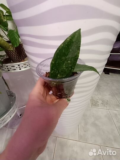 Хойи Арчболдиана,Финлайсони