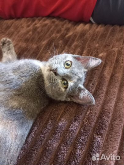 Котенок Мелисса в дар