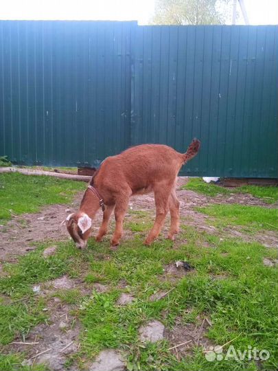 Коза Альпийская+Нубийская