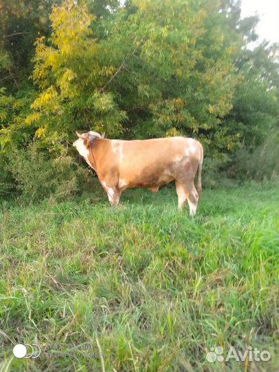 Продам быков