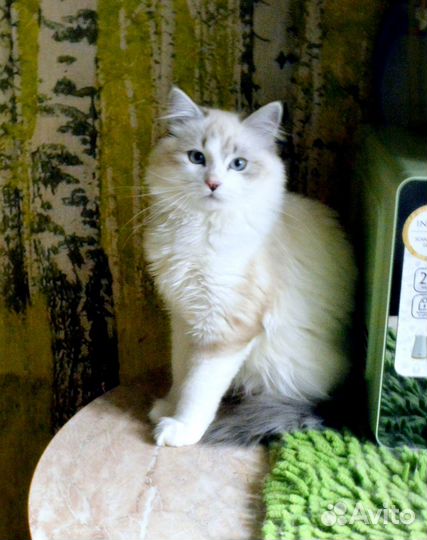 Очаровательный котик