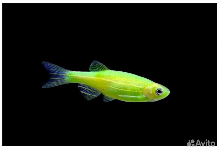 Данио салатовый глофиш рыбки аквариумные и растени