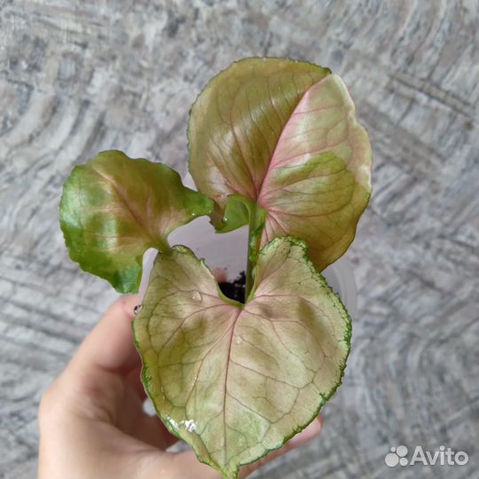 Сингониум клубничный лед