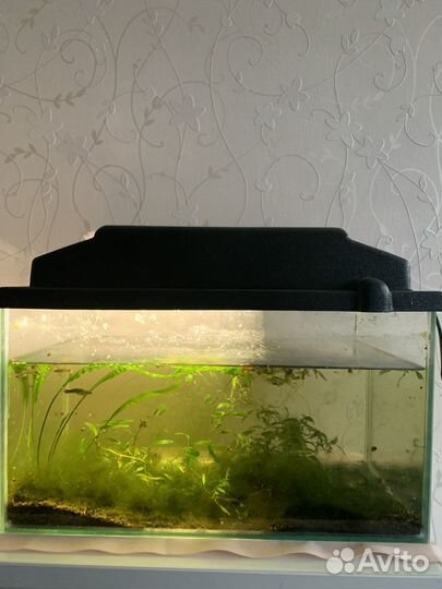 Аквариумные рыбки и растения