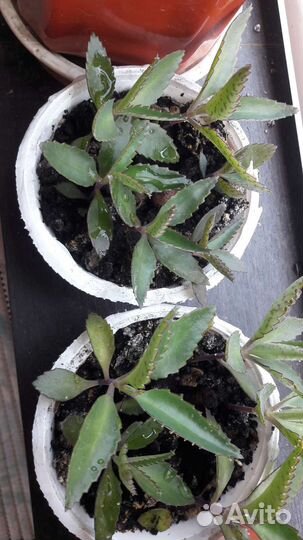 Каланхоэ-листы и отростки