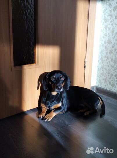 Красавчик такса ищет девочку для случки