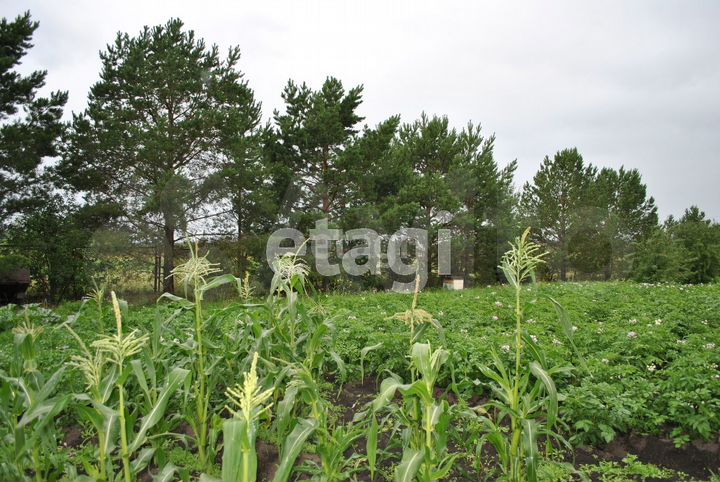 Дом 38,4 м² на участке 44,9 сот.