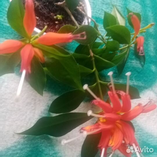 Эсхинантус