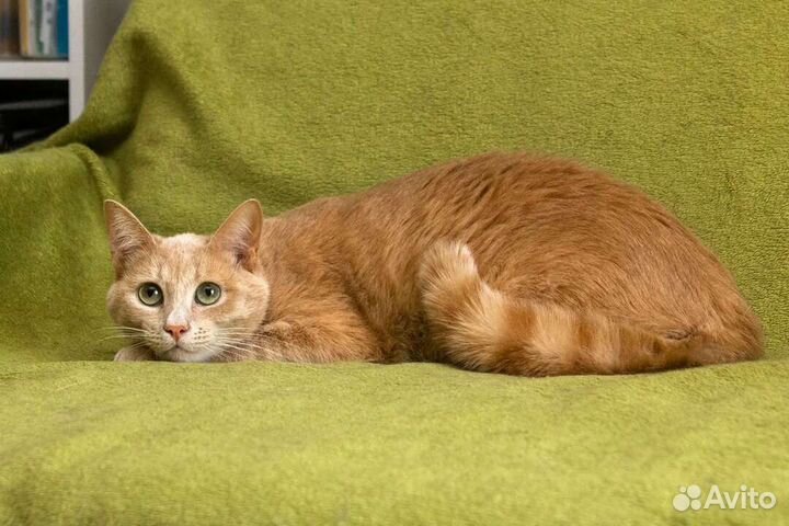 Рыжее солнышко Ричик ищет дом