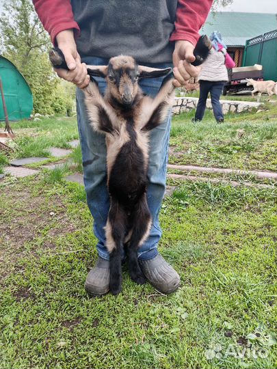 Чешско альпийские козлята на племя