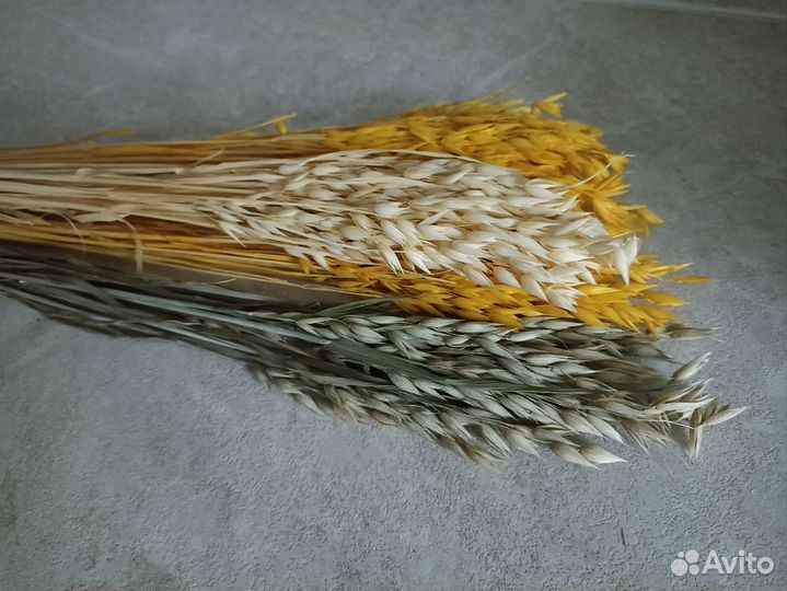Овёс сухоцвет