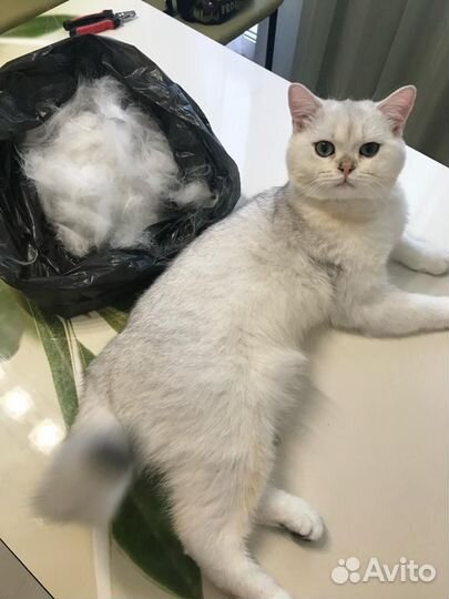 Вычес котов и кошек