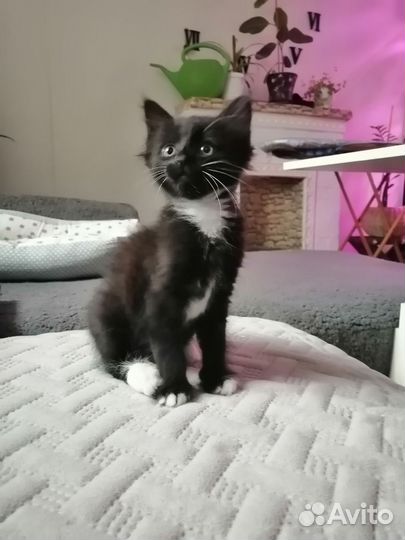 Кошка в дар бесплатно