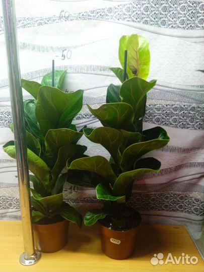 Фикус Lyrata Bambino