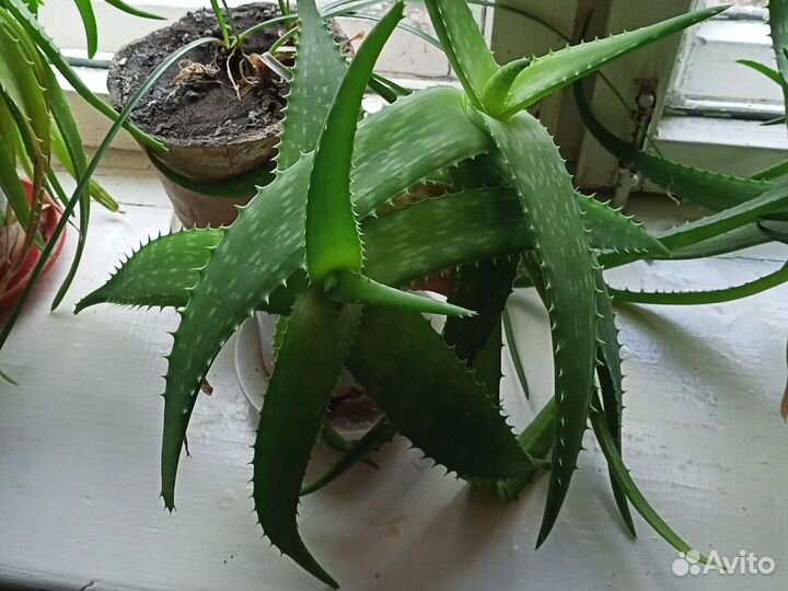 Алоэ, столетник