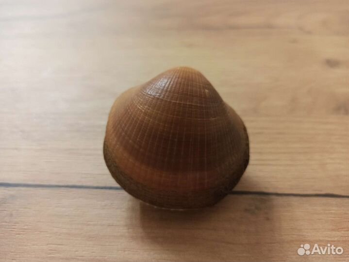 Морская раковина