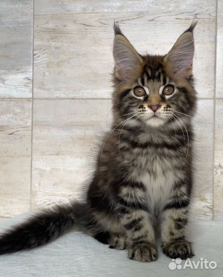 Котята мейн-кун