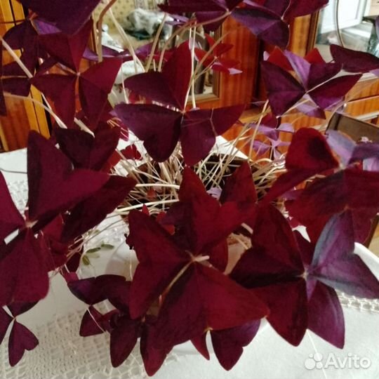 Комнатный цветок 