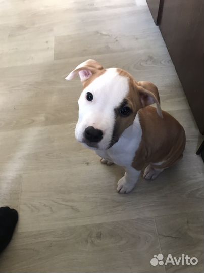 Стаффордширский терьер