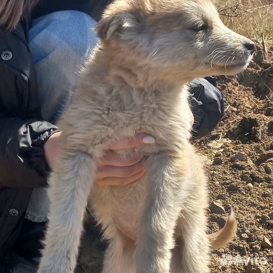 Щенки от средней собаки