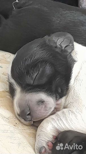 Русский спаниель