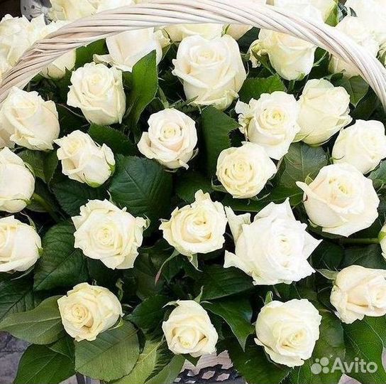 Длинные высокие розы 110 150 160 180 200 см