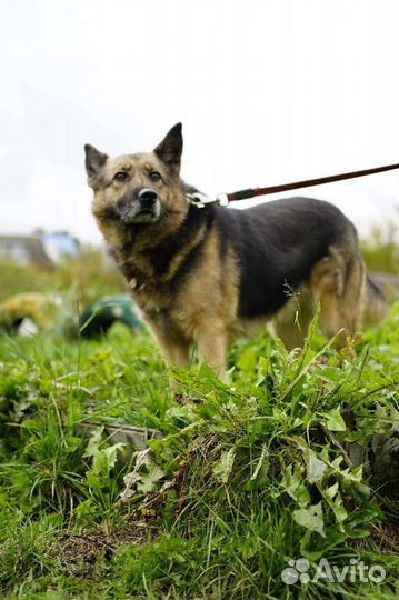 Собака из приюта в добрые руки