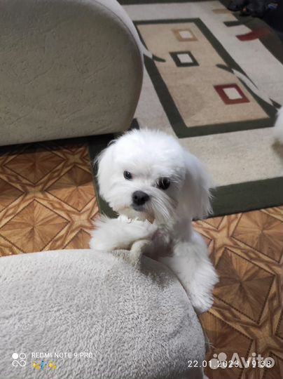 Собаки щенки