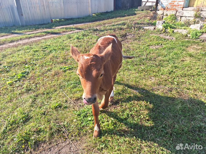 Телята бычок