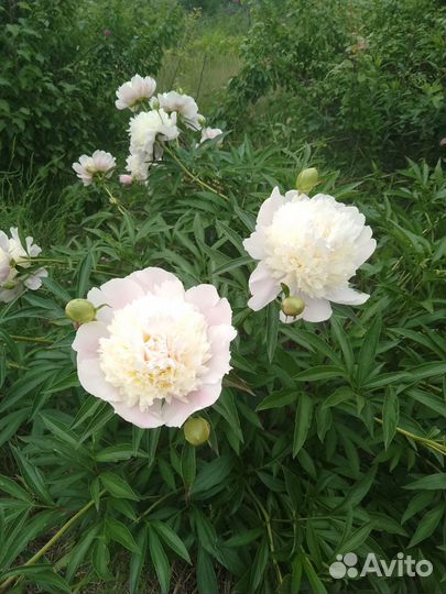 Пионы саженцы