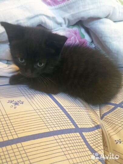 Котенок девочка от сиамской кошечки