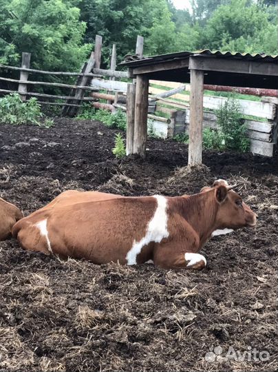 Телки стельные