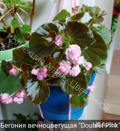Бегонии вечноцветущие