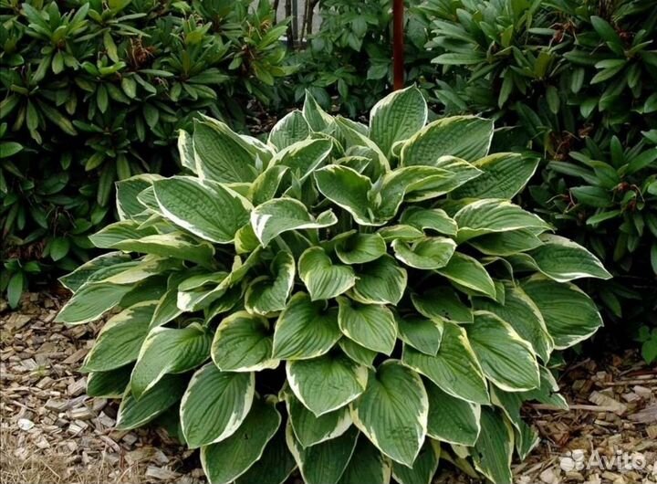 Хосты бордюры для сада. Цветы многолетние