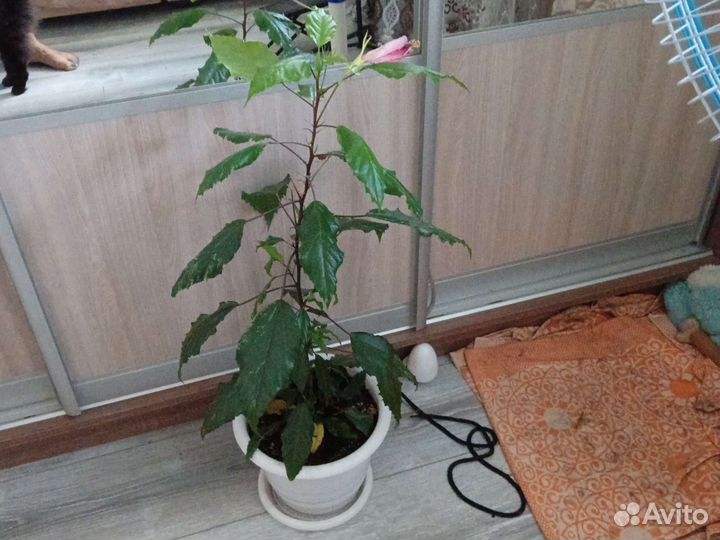 Гибискус колокольчик