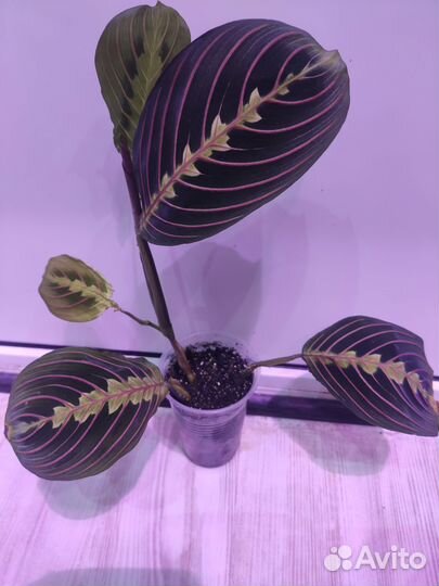 Маранта триколор, керховена