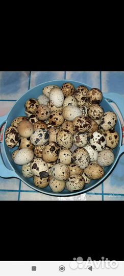 Перепелиные яйца
