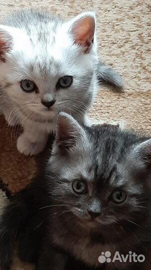 Домашние животные котята