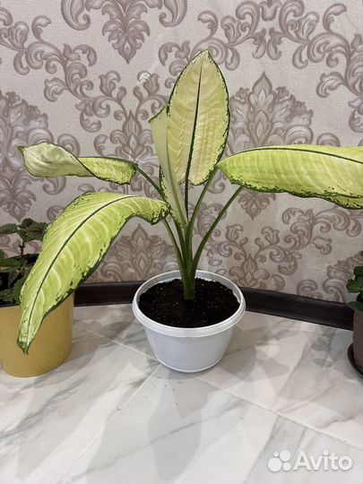 Диффенбахия